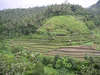 ALiLa Manggis boutique 